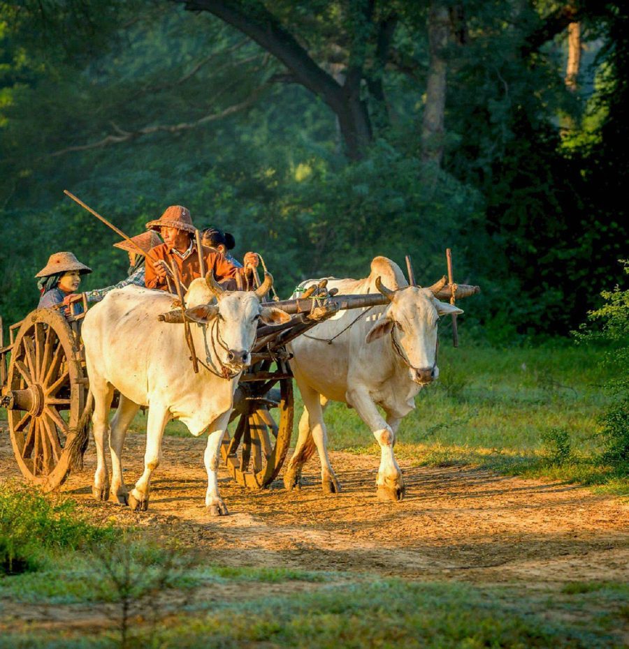 Cow Cart